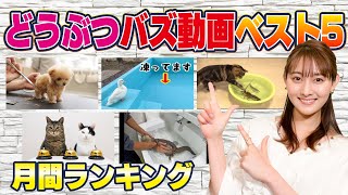 【月間どうぶつバズ動画】テレ朝一年目アナ・森山みなみが30秒で紹介！1位はふわふわ動物の初めての〇〇○！