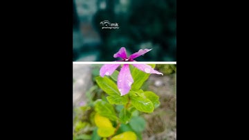 #sortvideo Lightroom water drop effect Kinemaster line wipe transition tranding editing#mk_editz016