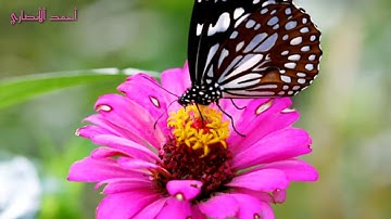 تلاوة مباركة من سورة ألصف. ألشيخ رعد محمد ألكردي 🌹