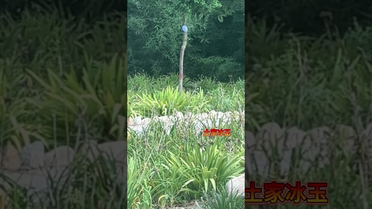 Fast lady shooting, technique 