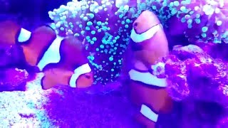 Рыбы-клоуны нерестятся в небольшом морском аквариуме Рыбы-клоуны нерестятся в небольшом морском аквариуме