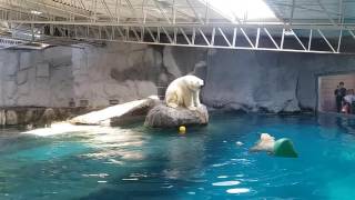 Aquário de São Paulo - Urso Polar Mergulhando