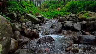 Forest River flowing in Early Morning | Relaxing River Sounds, White Noise for Sleep, Meditation