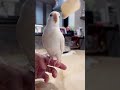 まろルクチャンネル｜オカメインコ “ ルク ” の日常。｜2025.06.01｜Shot On Apple iPhone 15 Pro Max｜#shorts