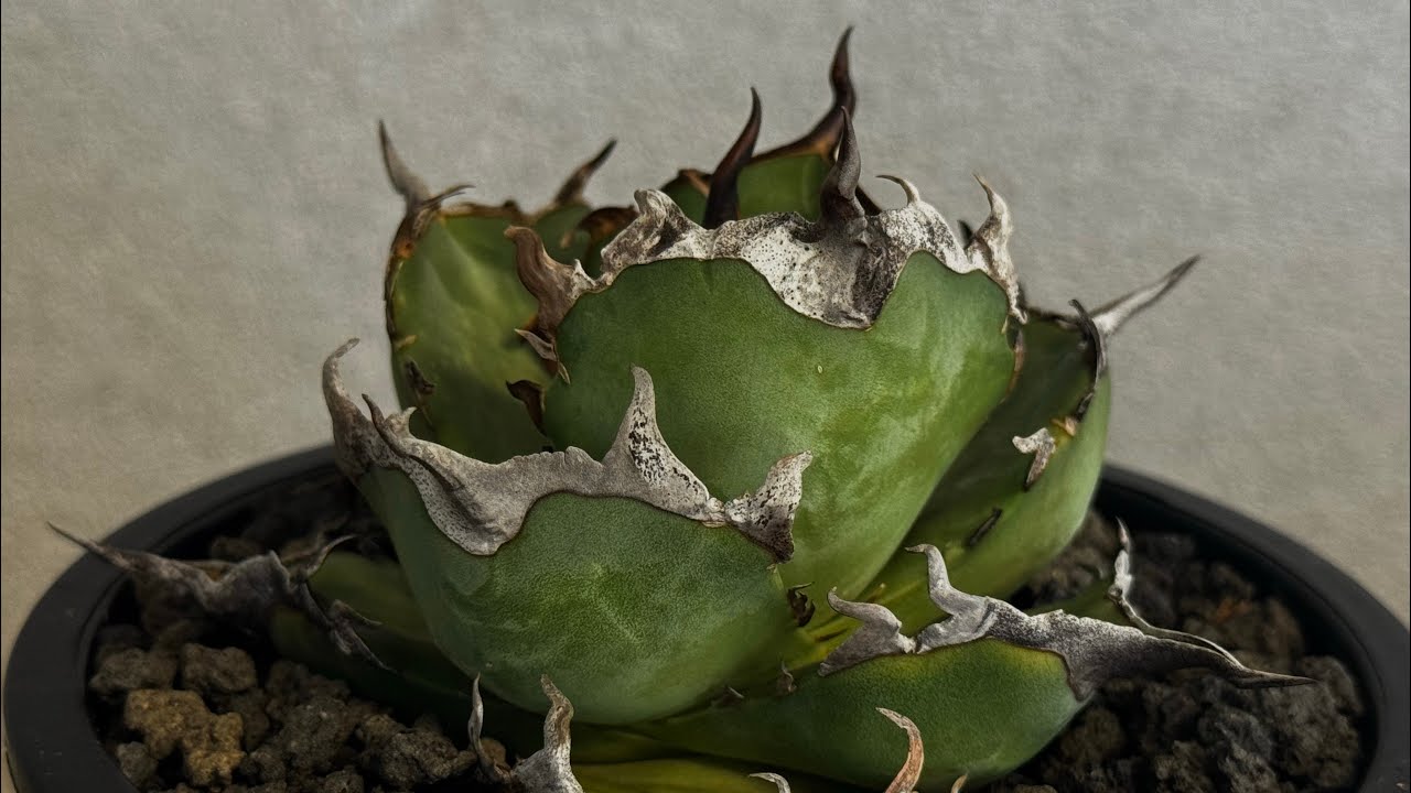 アガベ・チタノタ ハデス 黒帝斯(台湾Hanes) -045｜agave titanota