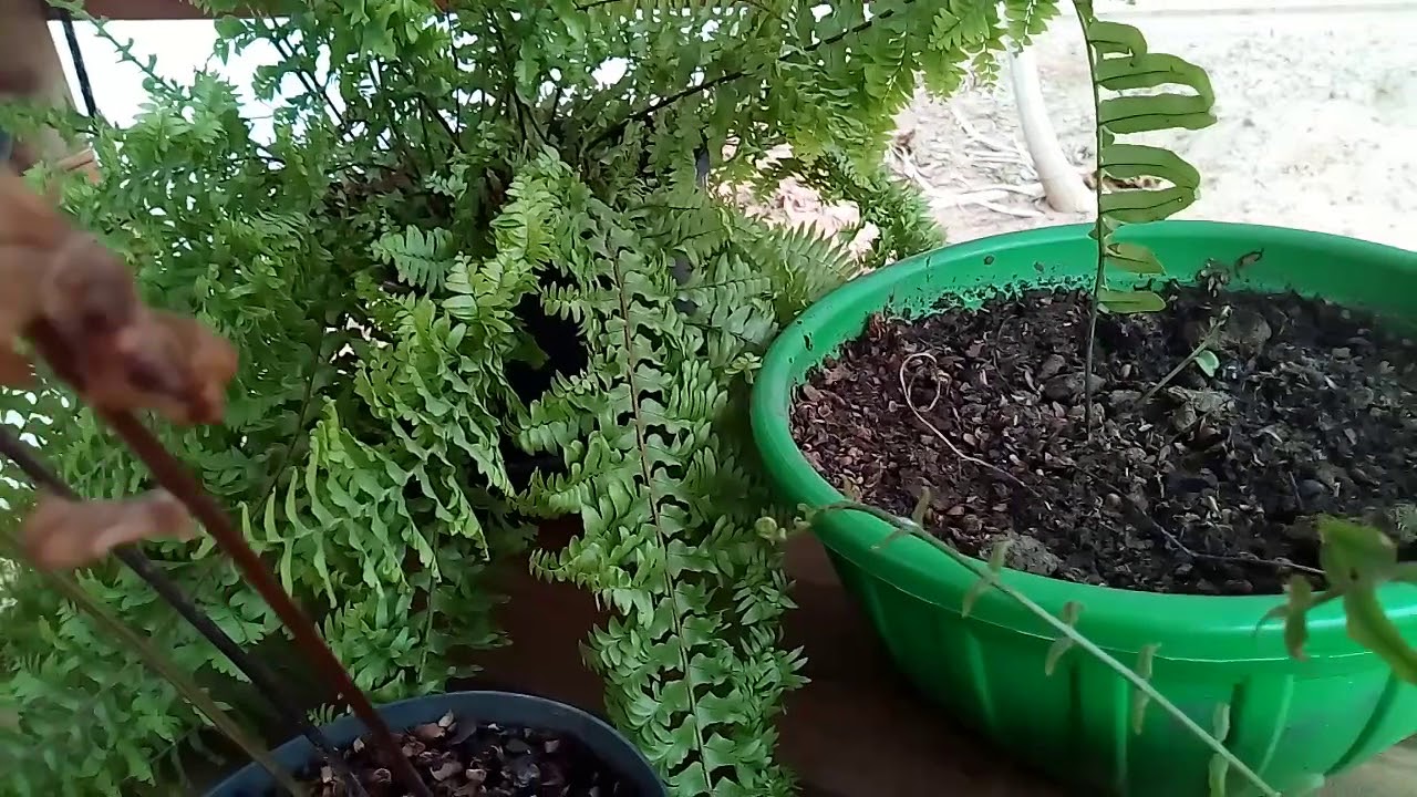 porque minha samambaia não desenvolve?