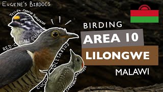 Birding in Lilongwe’s Area 10, Malawi