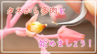 多肉植物】誰でも簡単に出来ます！ワクワクな毎日が始まります - YouTube