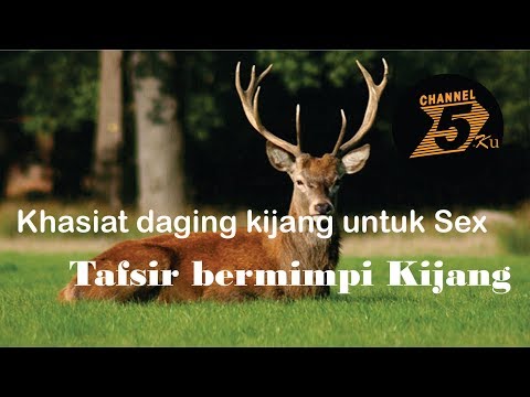 Daging Kijang Halal Atau Haram