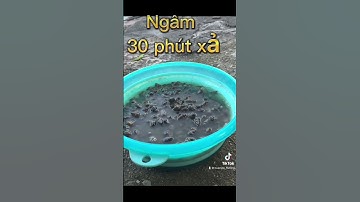 Thính câu trắm đen vip2. Sản phẩm được các cần thủ săn đen yêu thích vì ủ đơn giản nhanh. Hiệu quả