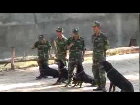 Video Huấn Luyện Chó 276 - youtube