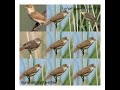 Eurasian Reed warbler sound