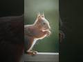 Der kleine Fridolin war wieder am Start! #videography #wildlife #squirrel #eichhörnchen #nature