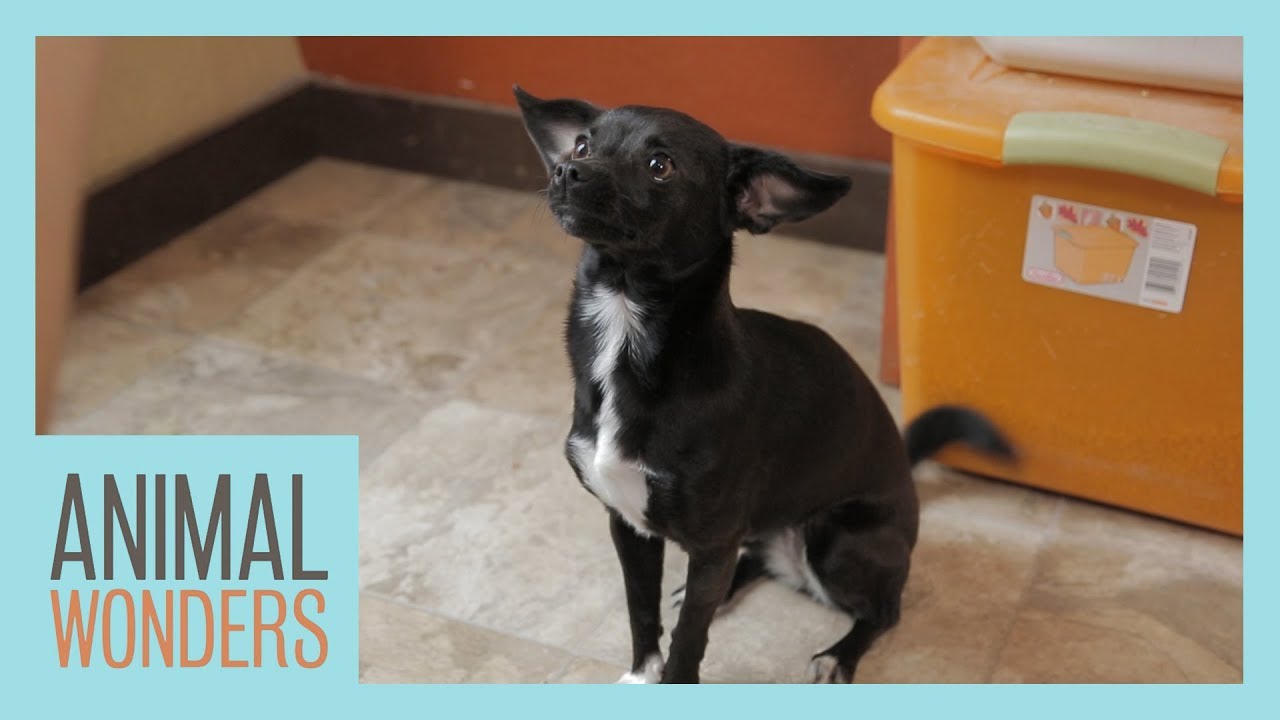 Little Dog Training YouTube