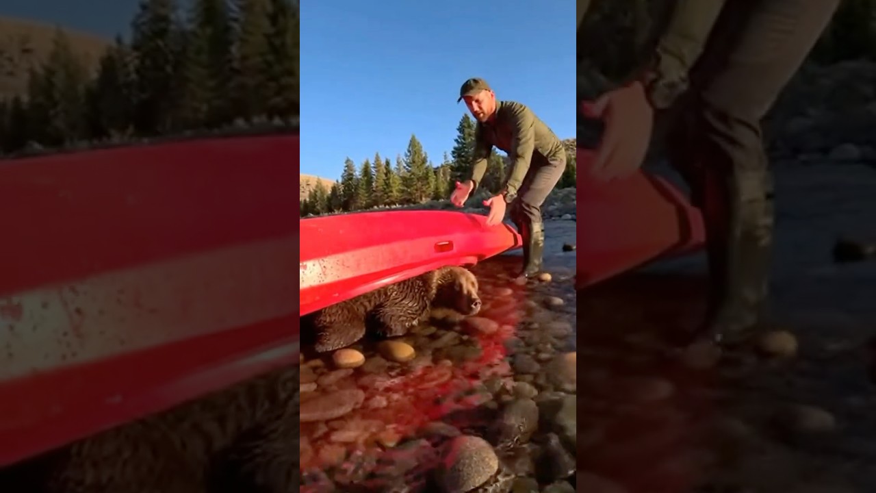 ОДИН НЕПРАВИЛЬНЫЙ ДЕЙСТВИЕ… Детеныш гризли оказался в ловушке под байдаркой!