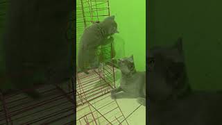 Look at the mother cat playing with her kitten #cat #subscribe #momcat #funny #bshkitten #kucing
