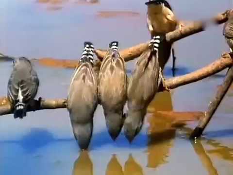 ბუნებასთან განმარტოებით (ტალღოვანი თუთიყუშები - The Wild Bush Budgie)