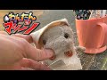 ルンバに負けるな！掃除のぶたさん【わんたんマシーン】