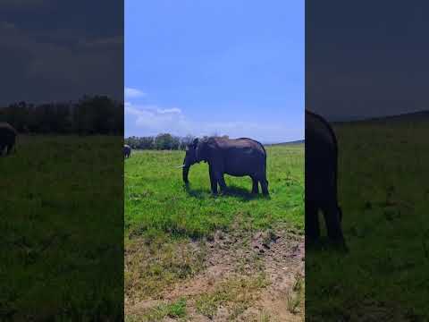 Have You Ever Seen An Elephant Live It S A Sight To Behold 