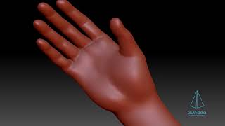 Hand  3D Modeling Timelapse