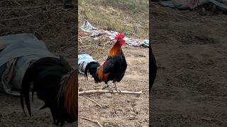 Ting G Rng Gy Chun 100  Khng C Nhng tinggrng suabqaibqus chicken garung