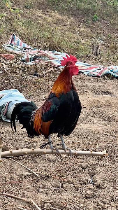 Tiếng gà rừng gáy chuẩn 100%  KHÔNG CÓ NHƯNG #tiếnggàrừng #suabqaibqus #chicken #garung