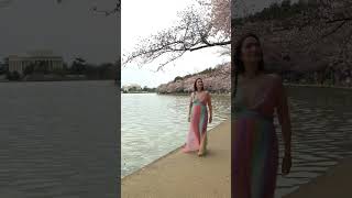 2026 Peak Cherry Blossom Blooms in Washington DC