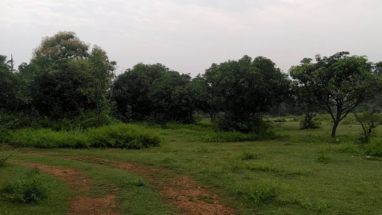 Agriculture land available near Sripuram vellore Price 15L per acre