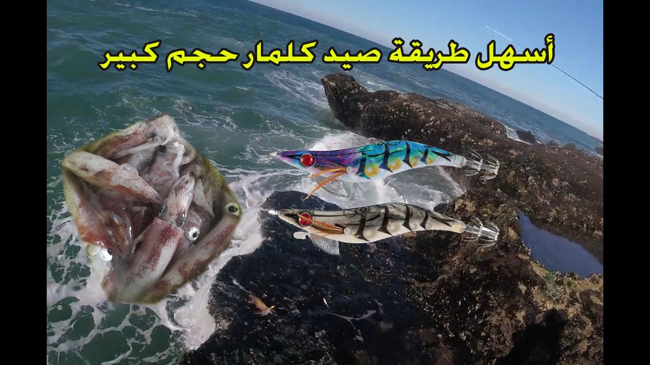 أسهل طريقة صيد الكلمار حجم كبير