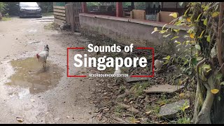 Sounds of Singapore: Neighbourhood Edition