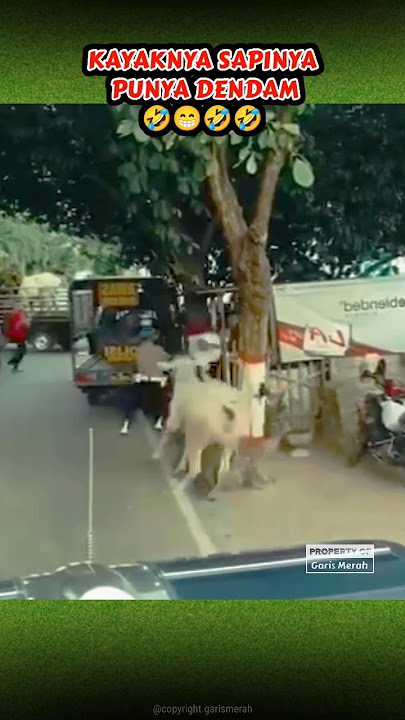 POLISI DISERUDUK SAPI, AUTO KETAR-KETIR #shorts #lucu #garismerah #viral