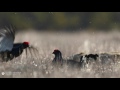 Teerien tappelu soitimella (Black grouse / Capercaillie)