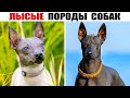 10 Лысых пород собак! Самые странные породы мира