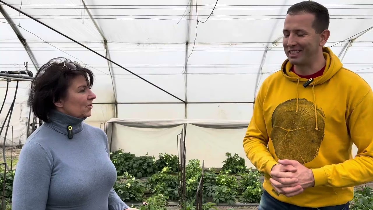 Helleborus :hunyor termesztőnél jártam