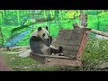 Панда Катюша из Московского зоопарка / Giant Panda Katyusha from Moscow Zoo