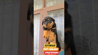Cute Rottweiler Puppies for Sale ❤️ Best Guard Dog Breed@Royal_pat #pets#rottweiler#viral#shorts#up
