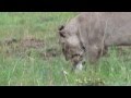 Lion Kill (young lion catches baby springbok)