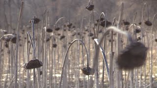 Soundscapes: Wind in Sunflower Stalks