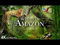 Wildlife of amazon 4k  animals that call the jungle home  amazon rainforest  relaxation film