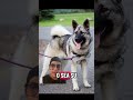 DÍA 35 HABLANDO DE PERRITOS HOY EL CAZADOR DE ALCES NORUEGO #lobo #PERROS