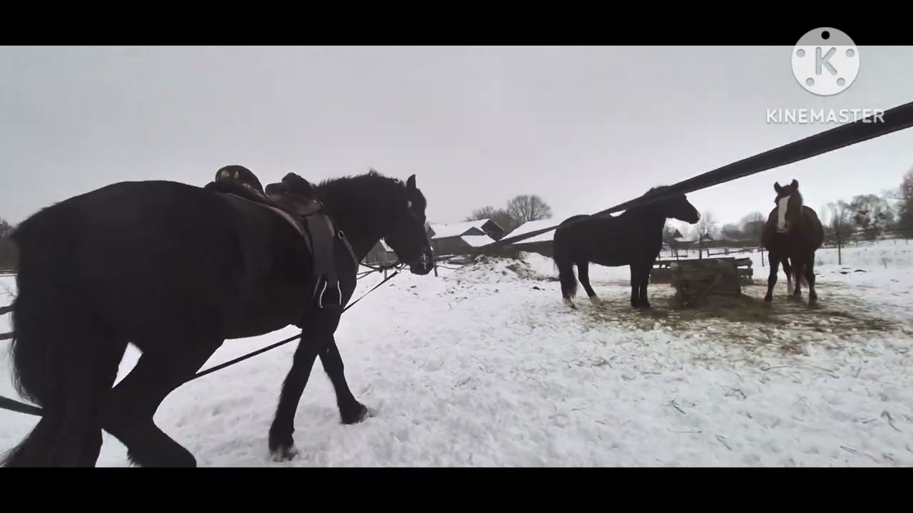 Нове вудило для коня (кобили Аіші)!! Мундштук кінний з важілем!