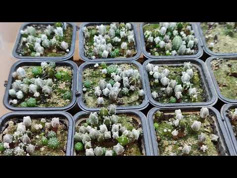 Video: Gojenje Kaktusov Iz Semen
