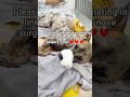 “Sharing something personal and hoping for kindness.”#rescuedog #treatment 💔💔🙏🙏🇬🇧🇺🇲