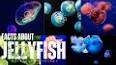 The Fascinating World of Jellyfish ile ilgili video