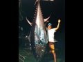 PESCA ATUN  GIGANTE  ( MONSTER BIG TUNA )