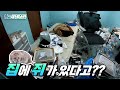 (Eng Sub)이번엔 쓰레기집에 쥐가 살고있다구요?😱│클린어벤져스