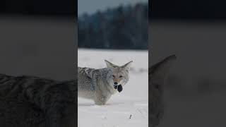 Coyote Catching Vole In Yellowstone National Park!