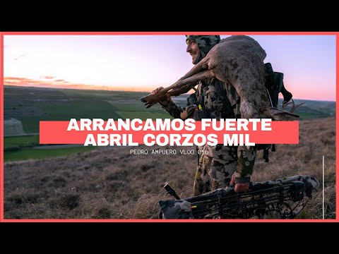 CORZO CON ARCO - ARRANCAMOS FUERTE - CLAVES PARA CAZAR CORZOS EN ABRIL