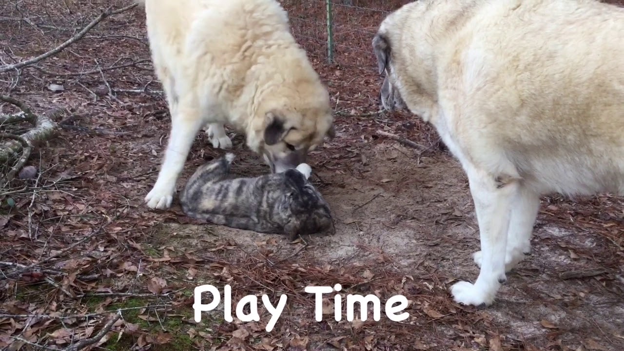 Trevathan Goat - Katniss - Livestock Guardian Puppy