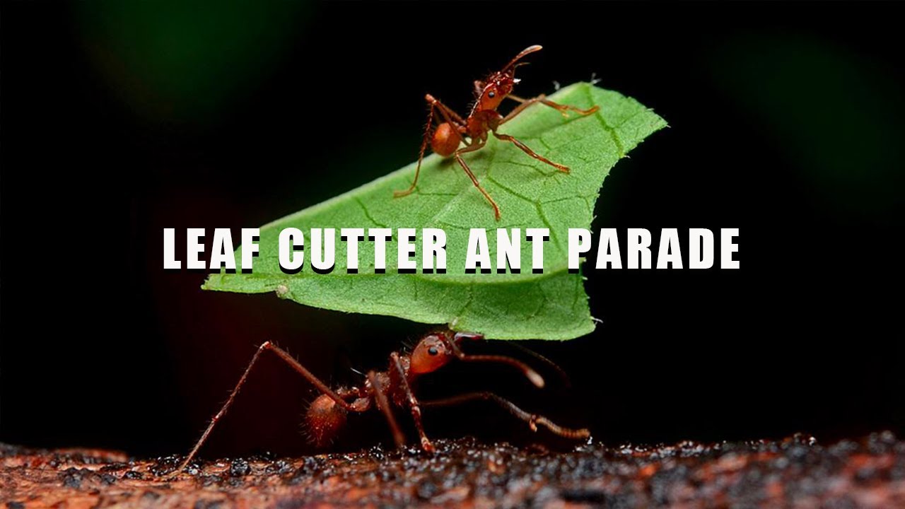 Leaf Cutter Ant: Tiny Creatures That Grow Fungus Underground